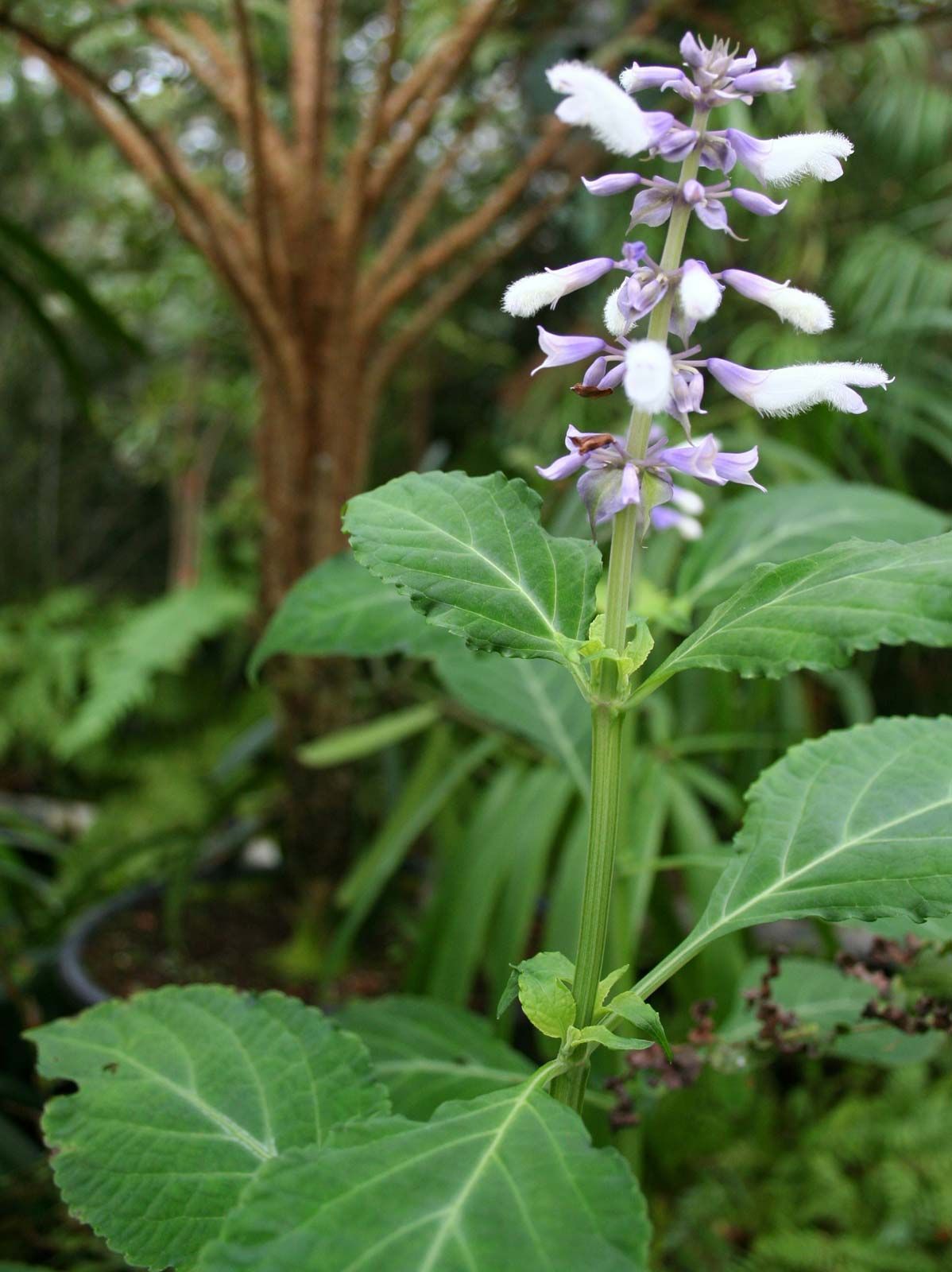 Salvia divinorum plant